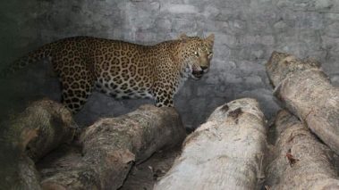 फुलबारीको काठ तस्करी बिरुद्ध भण्डाफोर कार्यक्रम गरिने