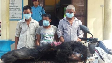 भालुको छाला, पित्त र दाँत सहित ३ जना सालझण्डीमा पक्राउ