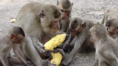 बाँदरले अन्न वाली सखाप पारेपछि अर्घाखाँचीका किसान चिन्तित