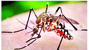रुपन्देहीमा ४८ जना डेंगु रोगबाट  संक्रमित, महामारी निम्तने खतरा