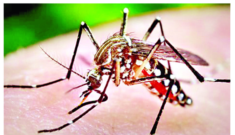 रुपन्देहीमा ४८ जना डेंगु रोगबाट  संक्रमित, महामारी निम्तने खतरा