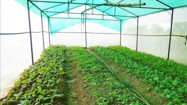 प्राङ्गारिक तरकारी खेतीमा किसानलाई प्रोत्साहित गर्न ४१ वटा हरित गृह निर्माण
