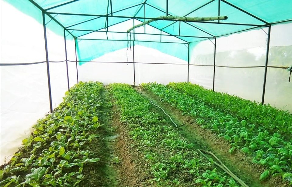 प्राङ्गारिक तरकारी खेतीमा किसानलाई प्रोत्साहित गर्न ४१ वटा हरित गृह निर्माण