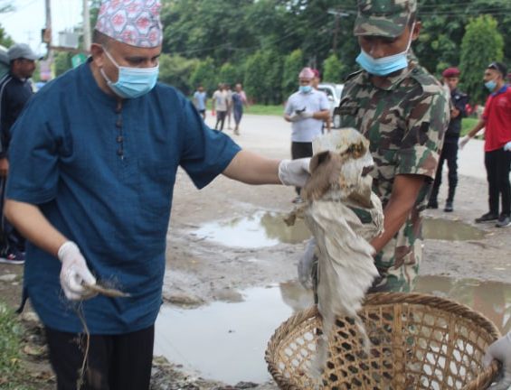 डेंगु बिरुद्ध सचेतना अभियानका रुपमा संविधान दिवसमा रुपन्देहीका १६ वटै स्थानिय तहमा सरसफाई