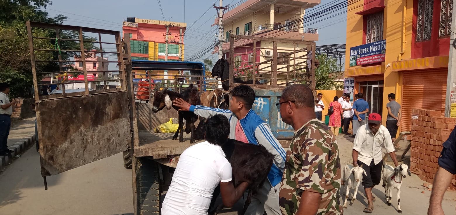 रुपन्देहीका मासु पसलमा सडेगलेका मासु, पूर्व अध्यक्षको पसलमा शिल