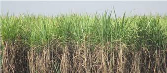 नवलपरासीको बागमति चिनी मिल सञ्चालनमा