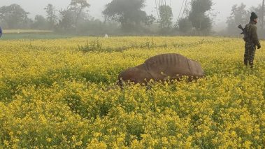 गैडाको मृत्यु शंकास्पद, एक जना निकुञ्जको नियन्त्रणमा