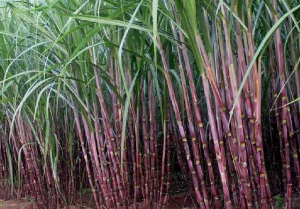 नवलरासीका उखु किसानद्वारा आन्दोलनको घोषणा