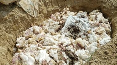 ७ सय कुखुरा बरामद गरी नष्ट