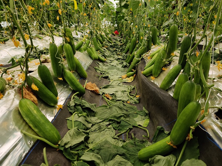 कोरोना महामारीको प्रभाव: विषादी रहित उत्पादन विक्रिका लागि विशेष अफर , रुपन्देहीको विष्णुपुरामा वियाँ रहितका काँक्रा सयमा २ किलो