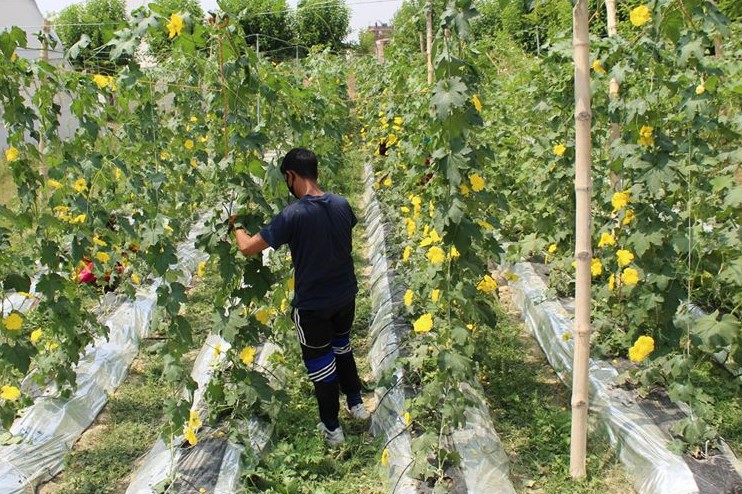 कृषि मन्त्रीलाई तिलोत्तमाको सुझाव : मल, बीऊ र कृषि उपकरणमा ७५ प्रतिशतसम्म अनुदान माग