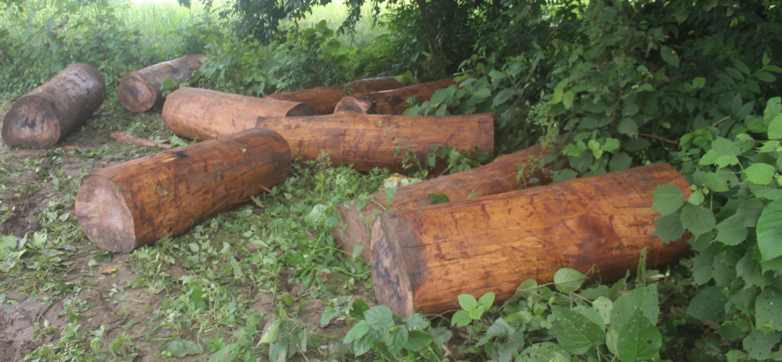 लकडाउन र निषेधाज्ञामा कञ्चन गाउपालिका क्षेत्रमा सालको काठ चोरी निकासी व्यापक