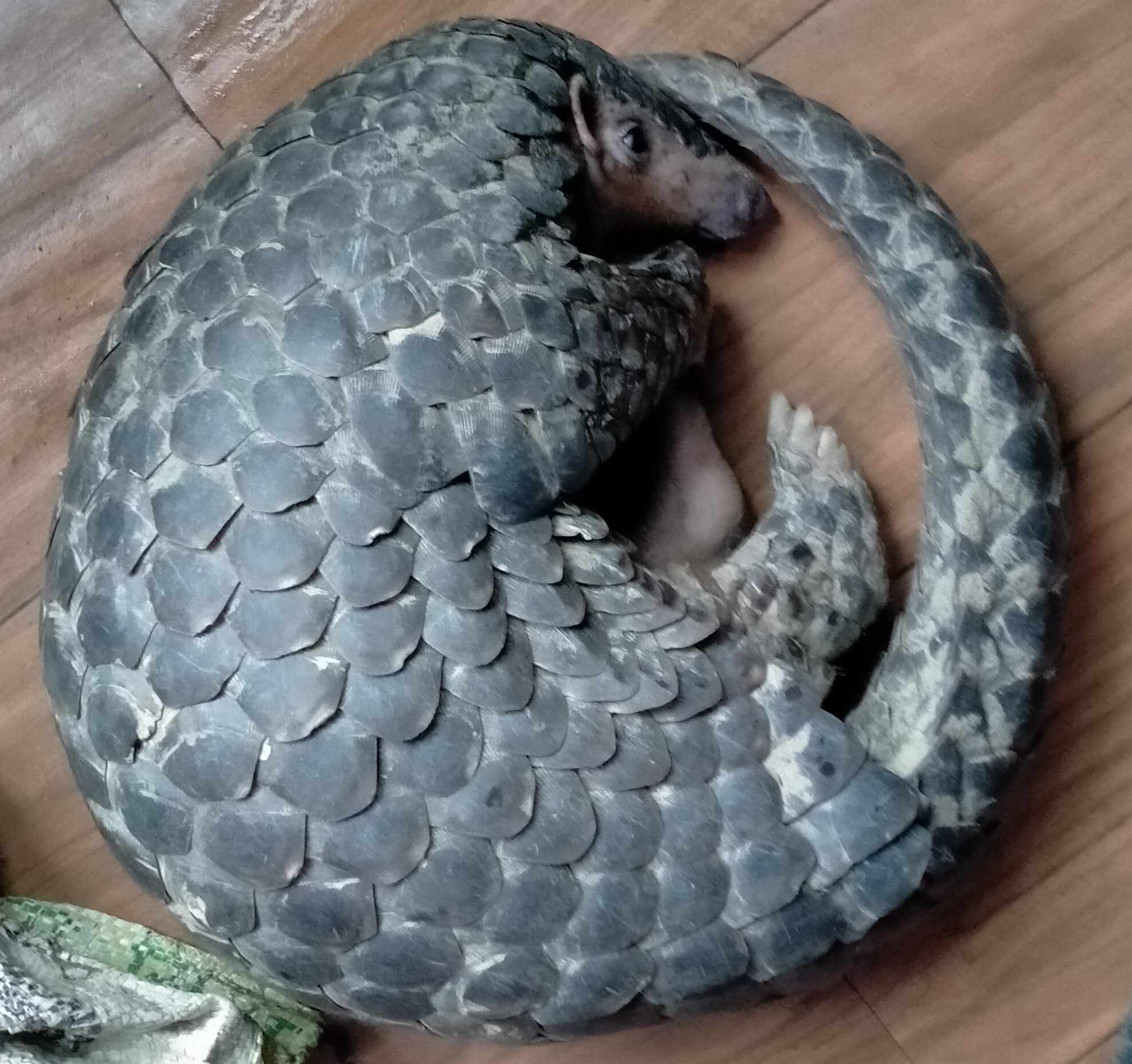 अवैध सालकको छाला सहित ५ जना बुटवलमा पक्राउ