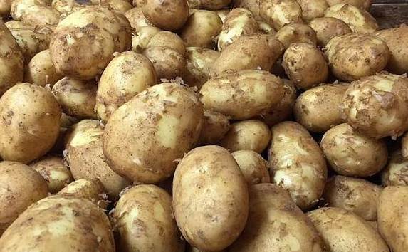 तिलोत्तमा नगरपालिका : ६० बिगाहामा आलुको सामुहिक खेती शुरु