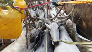 अलगअलग घटनामा रुपन्देहीमा २ जनाको मृत्य, ५६ गोरु सहित ३ जना पक्राउ