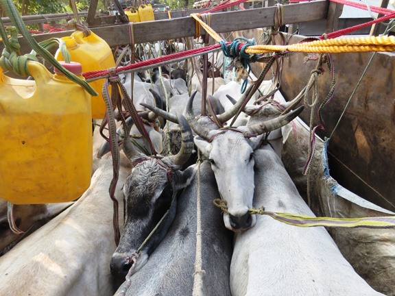 अलगअलग घटनामा रुपन्देहीमा २ जनाको मृत्य, ५६ गोरु सहित ३ जना पक्राउ