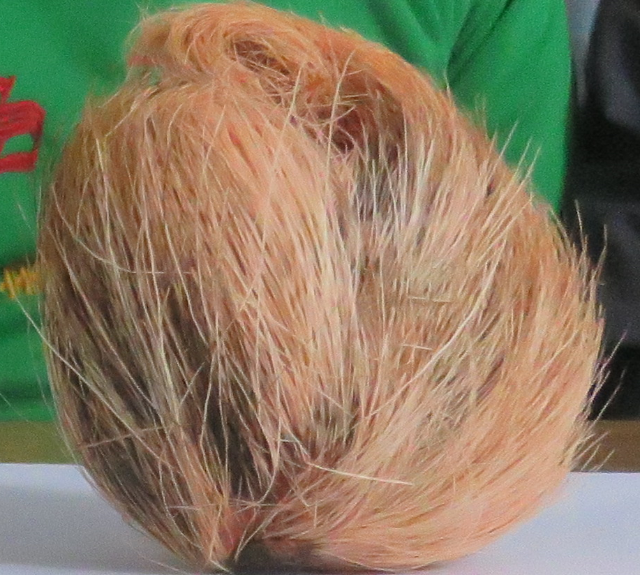 कस्तुरीको बिना सहित रुपन्देहीको देवदहबाट ३ जना पक्राउ