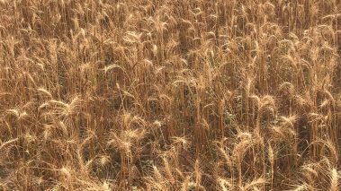 तिलोत्तमामा गहुँको न्यूनतम समर्थन मूल्य तीन हजार एक सय पचास