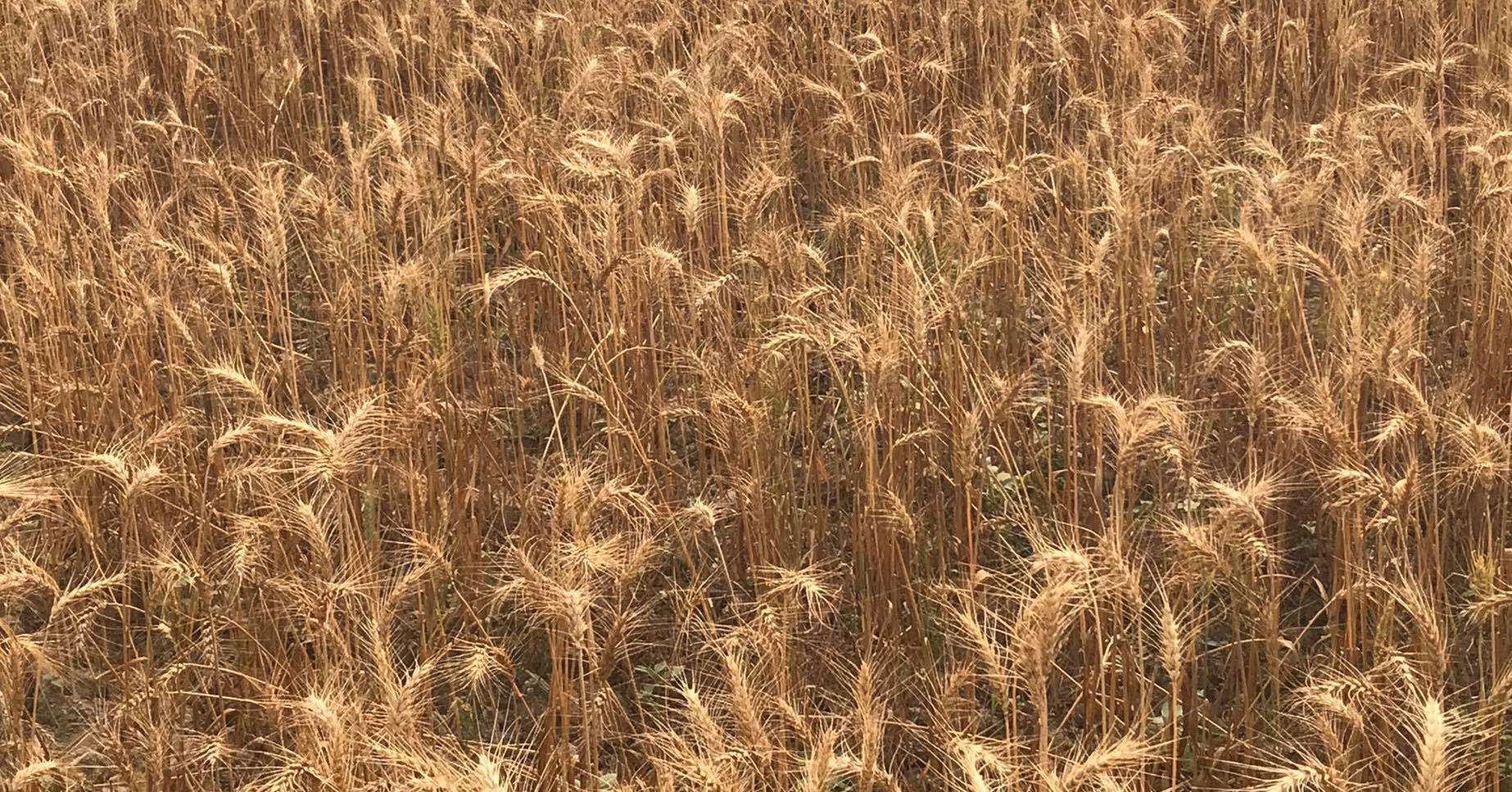 तिलोत्तमामा गहुँको न्यूनतम समर्थन मूल्य तीन हजार एक सय पचास