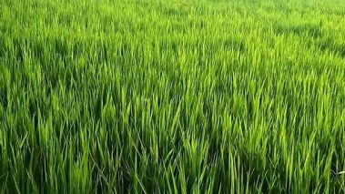 आज असार १५, राष्ट्रिय धान दिवस र दही चिउरा खाने दिन