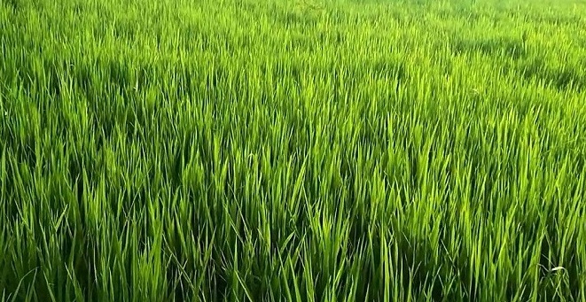 आज असार १५, राष्ट्रिय धान दिवस र दही चिउरा खाने दिन