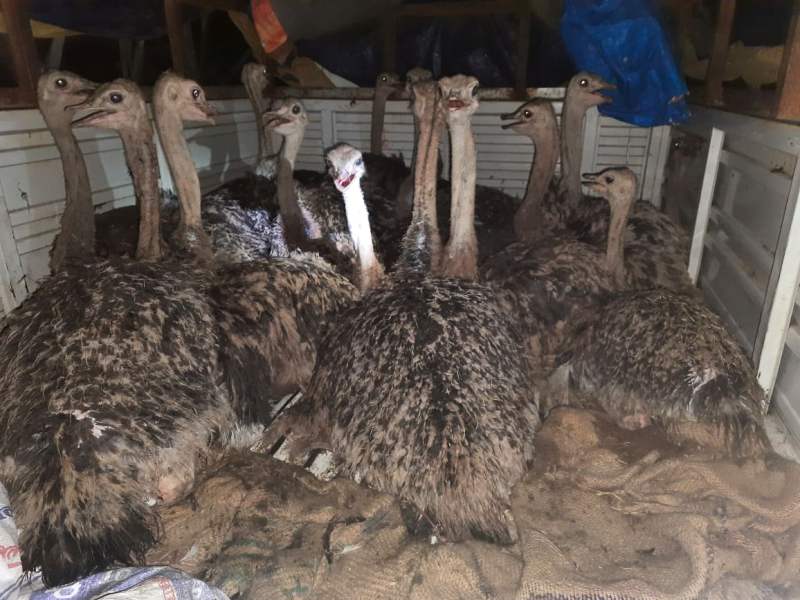 अबैध अष्ट्रिजका चल्ला सहित पिकअप गाडी प्रहरी नियन्त्रणमा