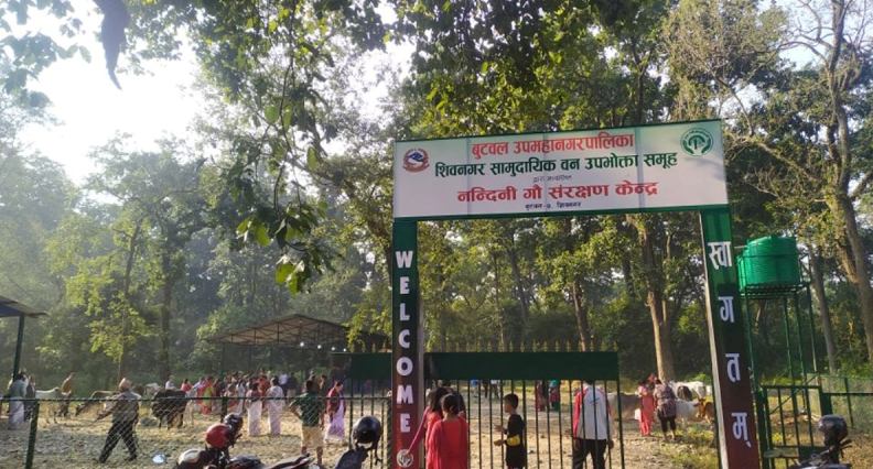 बुटवल शिवनगरमा नन्दिनी गौ संरक्षण केन्द्रको शुभारम्भ