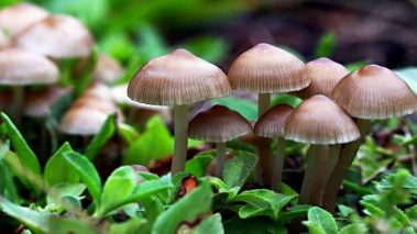 विषालु च्याउ खाँदा बुटवलमा १५ जना बिरामी