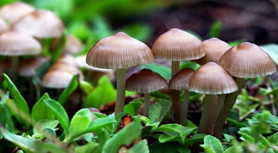 विषालु च्याउ खाँदा बुटवलमा १५ जना बिरामी