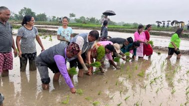 १९ औं राष्ट्रिय धान दिवस : तिलोत्तमा र बुटवलका प्रमुखले रोपे धान