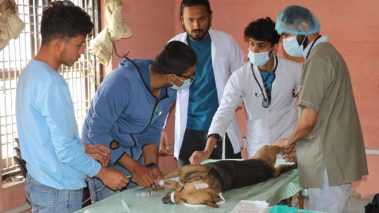 बुटवलमा कुकुरहरुको बन्ध्याकरण अभियान शुरु