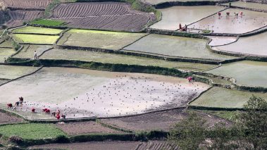 आज असार १५, दही–चिउरा खाने दिन, २०औँ राष्ट्रिय धान दिवस तथा रोपाइँ महोत्सव