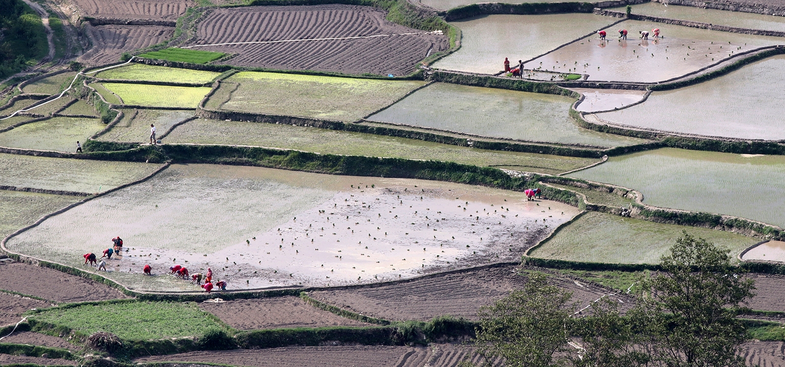आज असार १५, दही–चिउरा खाने दिन, २०औँ राष्ट्रिय धान दिवस तथा रोपाइँ महोत्सव