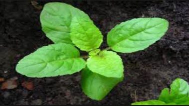 आज हरिशयनी एकादशी, घर घरमा तुलसीको बिरुवा रोपिदै,चतुर्मास व्रत प्रारम्भ