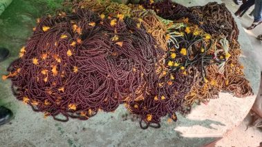 रुपन्देही प्रहरीद्वारा बिभिन्न प्रजातिका अबैध मालासहित बस नियन्त्रणमा