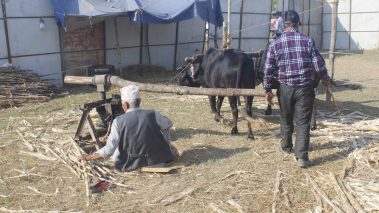 तिलोत्तमा मेलामा परम्परागत उखु कोल र रसेटोले तान्यो दर्शकको ध्यान