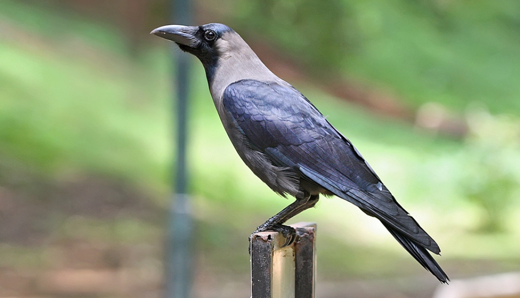 यमपञ्चकको पहिलो दिन, आज काग तिहार