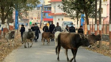 बुटवलमा छाडा चौपाया ब्यवस्थापन अभियान: चार सय गाई गोरु गौशालामा ब्यवस्थापन