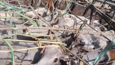 गैह्र–कानूनी रुपमा ओसार–पसार गर्दै गरेको ३८ वटा गोरु प्रहरीको नियन्त्रणमा