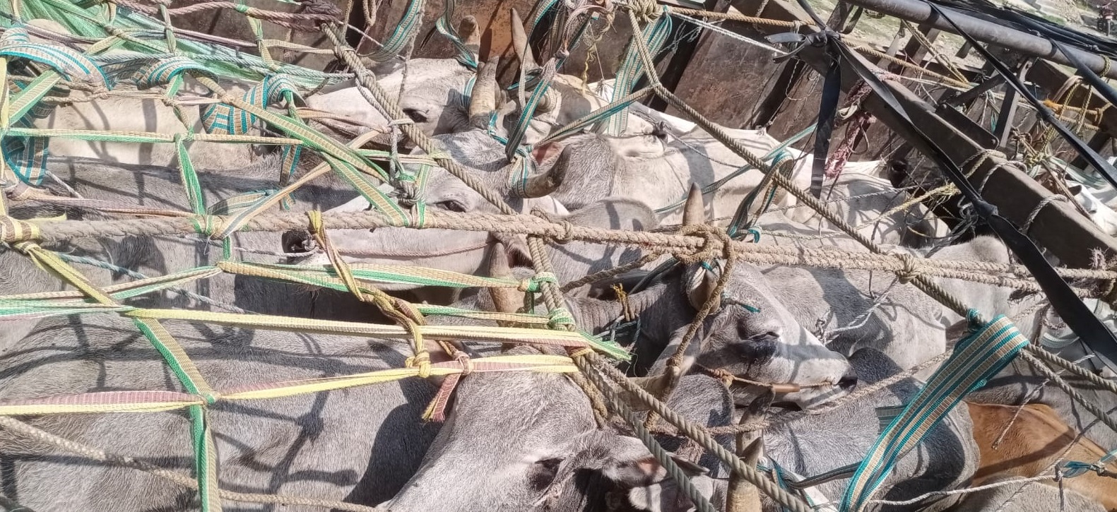 गैह्र–कानूनी रुपमा ओसार–पसार गर्दै गरेको ३८ वटा गोरु प्रहरीको नियन्त्रणमा