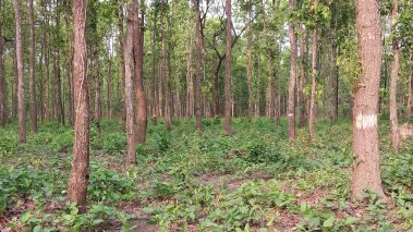 शंकरनगर सामुदायिक वनमा वन ब्यवस्थापनको अनुगमन