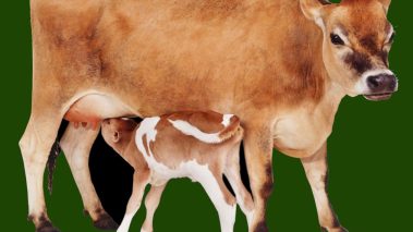 सत्यवती गाउँपालिकामा कृषक प्रोत्साहन : पहिलो बेत ब्याउने गाईलार्ई १० हजार अनुदान