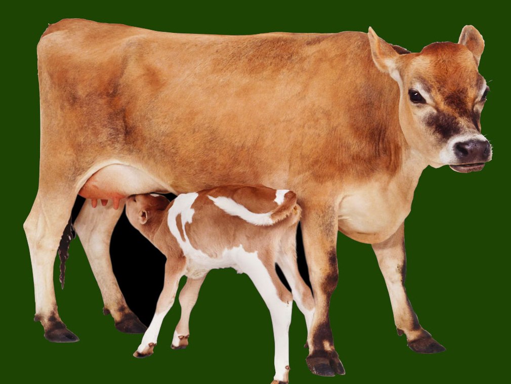 सत्यवती गाउँपालिकामा कृषक प्रोत्साहन : पहिलो बेत ब्याउने गाईलार्ई १० हजार अनुदान